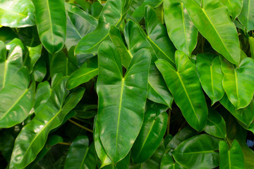 Fototapeta na wymiar Striped dark green leaf, see patterns clearly.