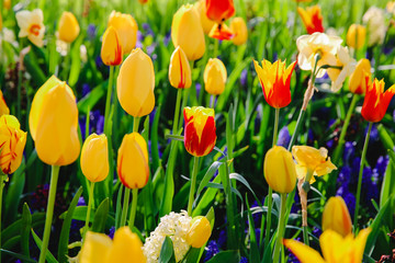 Obraz premium Tulpen in Holland im Frühling
