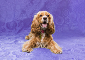  a cocker dog lying on purple background with tongue out