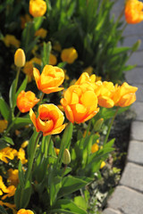 Obraz premium Tulips