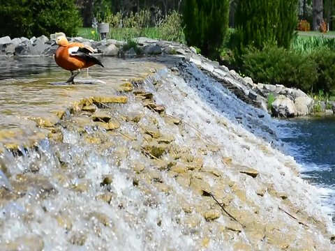 the duck cleans the feathers on the edge of the waterfall