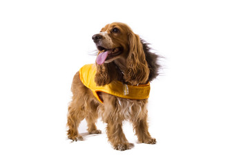  a cocker dog standing on white background wearing a yellow jacket