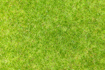 Green grass texture background