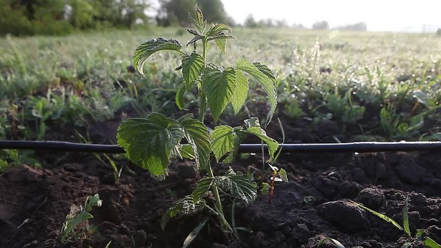 Young raspberry sprout in the field with drip watering irrigation system