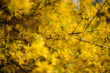 Forsythia bright yellow flowers blooming in spring