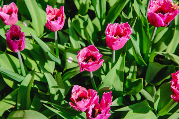 Fototapeta na wymiar Tulpen in Holland im Frühling
