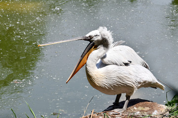 il pellicano sulle rive del laghetto