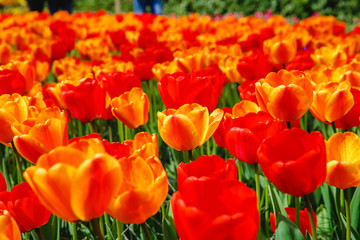 Tulpen in Holland im Frühling