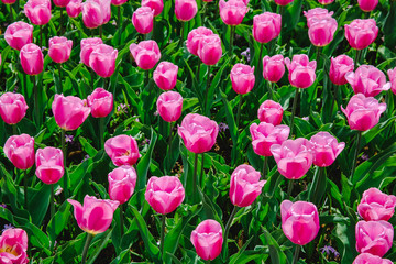Tulpen in Holland im Frühling
