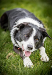 The Border Collie
