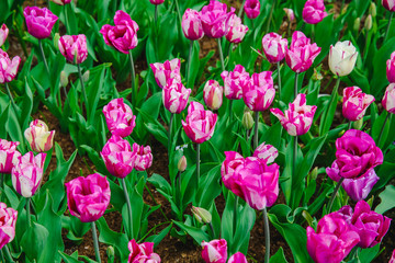 Tulpen in Holland im Frühling