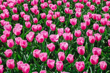 Tulpen in Holland im Frühling