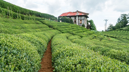Fototapeta na wymiar Tea plantation near Blacksea Karadeniz Rize