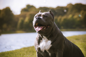 an americanbully gray dog ​​watching the horizon beside a lake with its tongue out