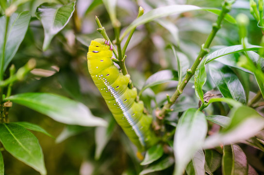 green worm was eating some leaf in the garden
