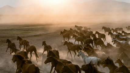 Horses run gallop in dust