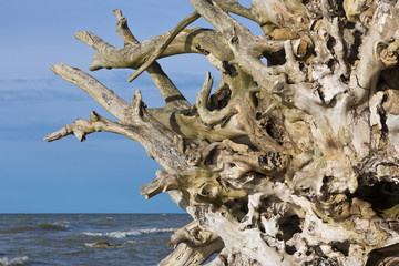 Roots of trees on the Baltic Sea coast.