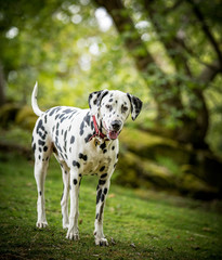 Dalmatian in the woods