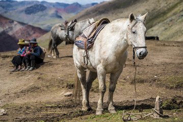 Fototapeta premium Horse Riding to Rainbow Mountain Peru and back