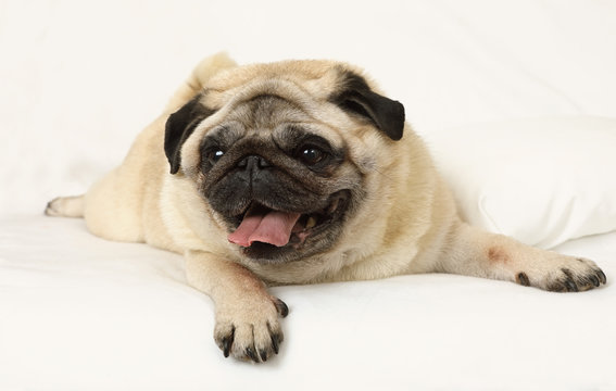 Purebred pug dog resting in bed