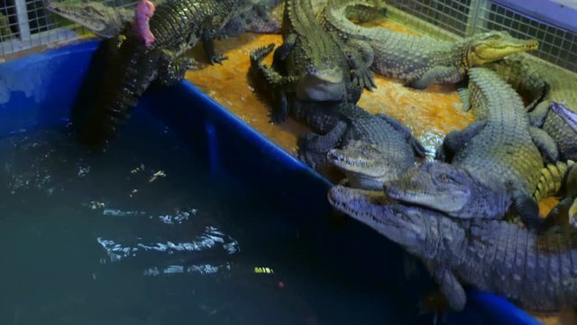 Nile crocodiles are hunted for food