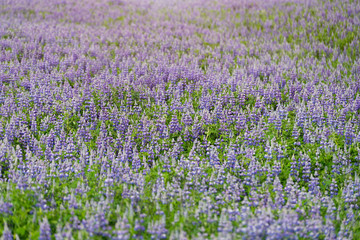 Obraz premium Field covered with colorful lupine flowers.