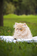 Naklejka na ściany i meble a yellow persian kitten lying on the green grass watching to the left