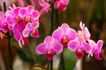 blooming bright pink Orchid, houseplant