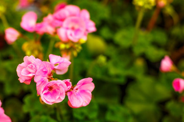 pink beautiful flowers on green background, spring mood