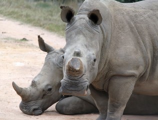 Fototapeta premium White Rhino in the Cape, South Africa