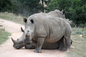 White rhino in the Cape, South Africa