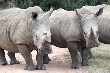 Fototapeta premium White rhino in the Cape, South Africa
