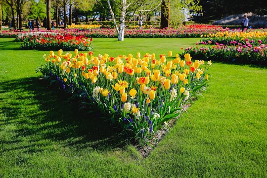 Keukenhof in Holland