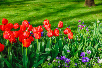 Keukenhof in Holland