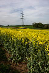 Rapsfeld