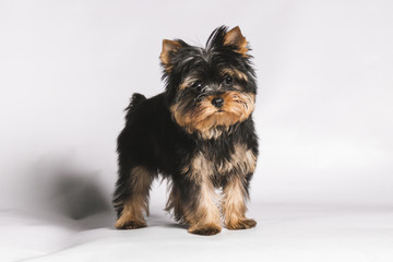 a yorkshire puppy standing looking straight ahead on a white background