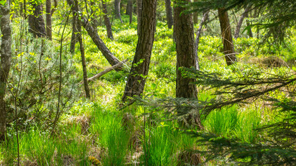 Forest in Bavaria in spring