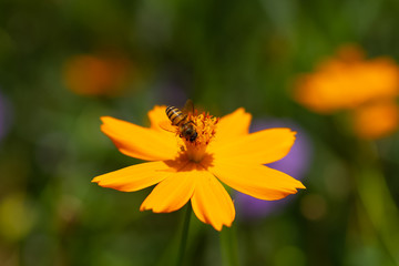 Honey bee with yellow flowers.