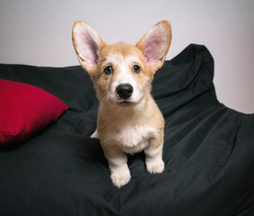  a corgi puppy sitting on the sofa watching from the front with his ears up