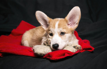  a corgi puppy lying on the black sofa watching to the left with his ears up