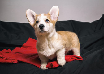  a corgi puppy lying on the black sofa with his face raised with his ears up