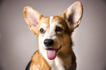  the face of a corgi puppy looking lightly to the left with white background