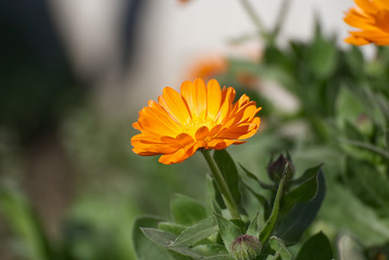 Beautiful orange flower in the garden with a colorful background