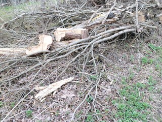 Dry branches and boards prepared for burning at the stake