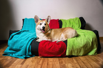  a corgi dog lying down looking at the camera a black piece of furniture with a red and blue green cloth