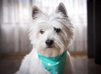  the face of a westie dog looking slightly down with a blue scarf
