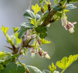 Flowering branch of gooseberry