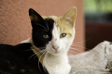 Abandoned street cats