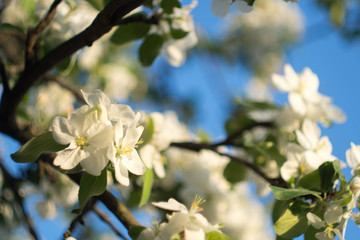 Apple blossoms at sunset