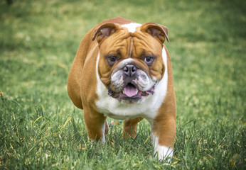 A bulldog dog standing in the grass